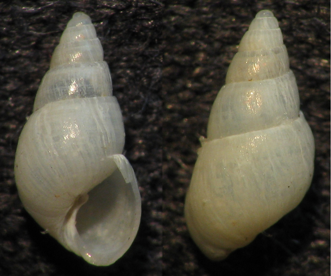 Ancora Odostomia 2